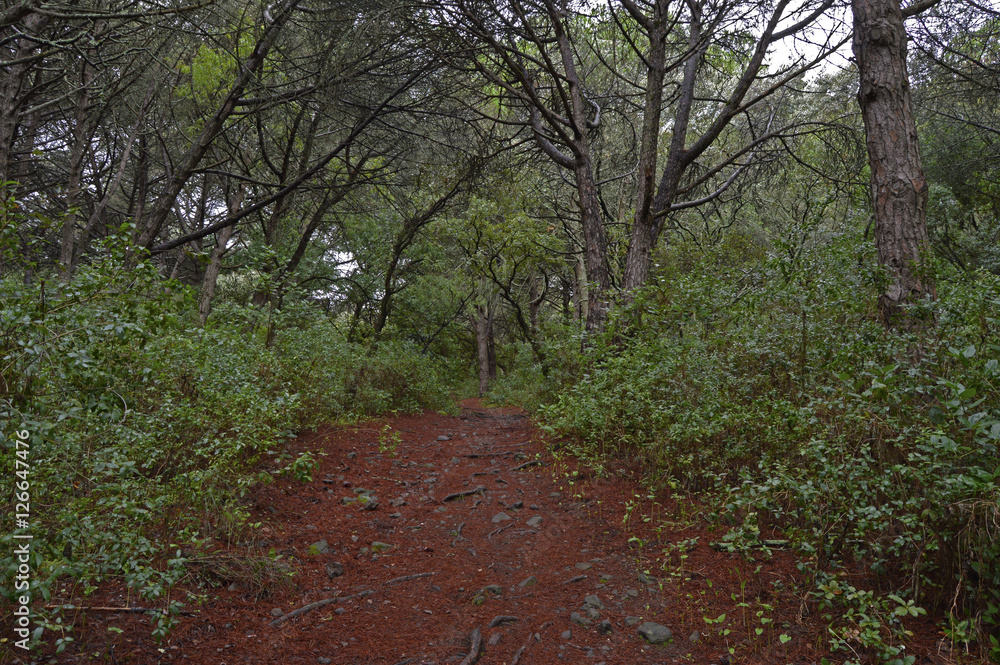 Fototapeta premium Autumn trail