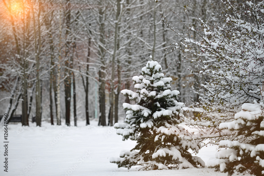 Fir in winter forest Fir in winter forest