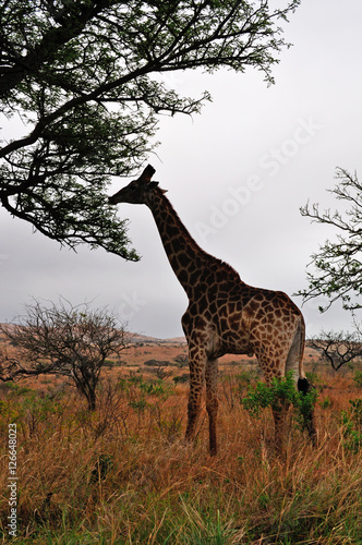 Sud Africa, 28/09/2009: una giraffa mangia le foglie nella Hluhluwe Imfolozi Game Reserve, la più antica riserva naturale istituita in Africa nel 1895 nel KwaZulu-Natal, la terra degli Zulu