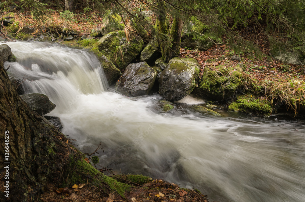 Obraz premium Autumn at forest