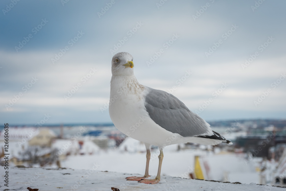 Seagull in front of city panorama of Tallinn, Estonia Seagull in front of city panorama of Tallinn, Estonia
