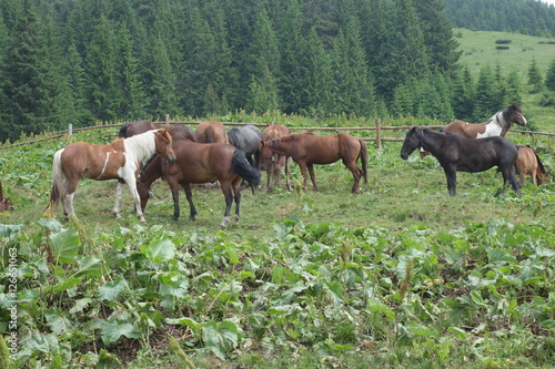 tops the Carpathian Ukraine grazing wild horses of the season in the spring of recovering on alpine pastures in autumn take. The summer they spend without protection on the loose
