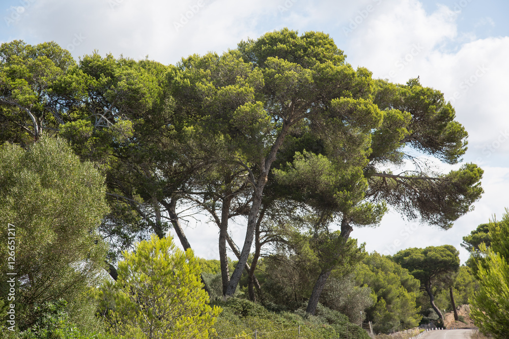 Obraz premium das andere Mallorca 