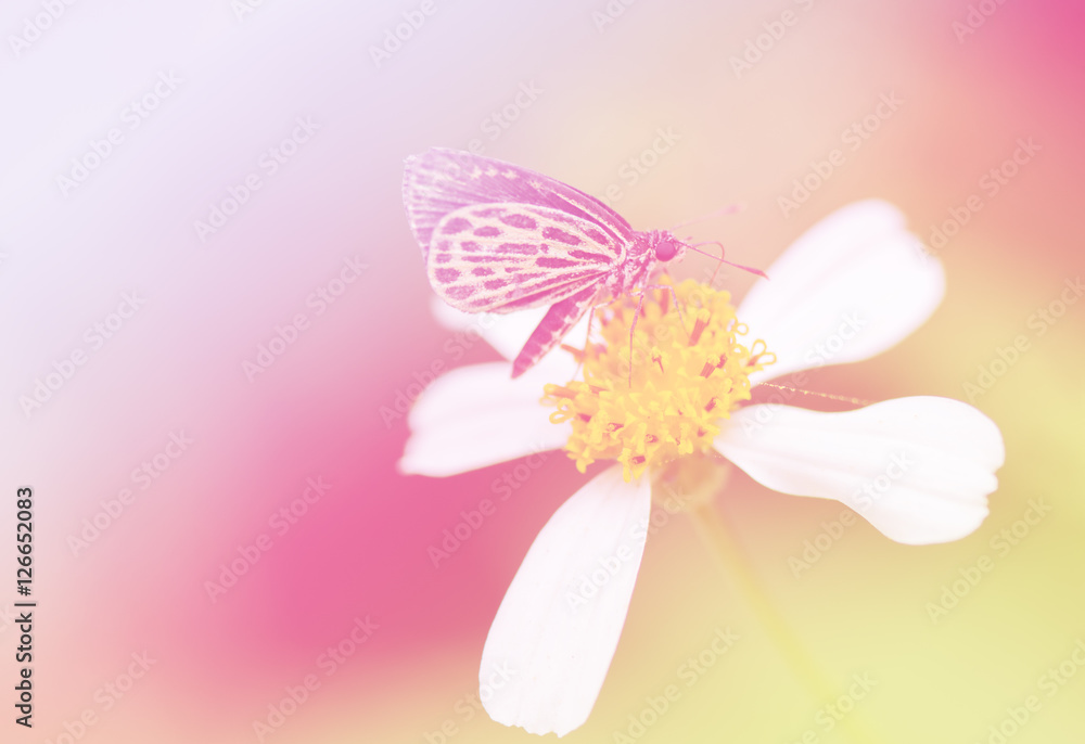 Butterfly on White Flower Soft Focus For Background Butterfly on White Flower Soft Focus For Background