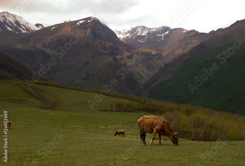 Cows in mountains in Kazbegi valley
