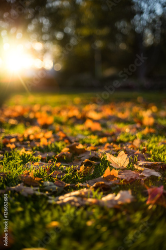 Autumn leafs in the meadow at sunset.