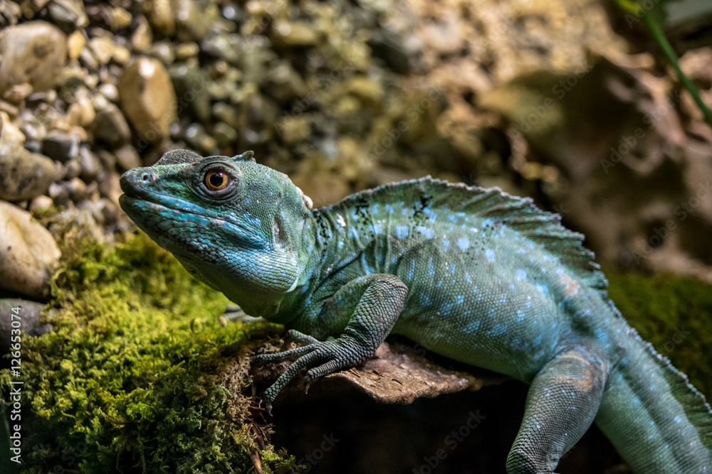 Stirnlappenbasilisk auf Stein Stirnlappenbasilisk auf Stein