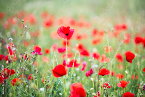 Mohnblume im Feld