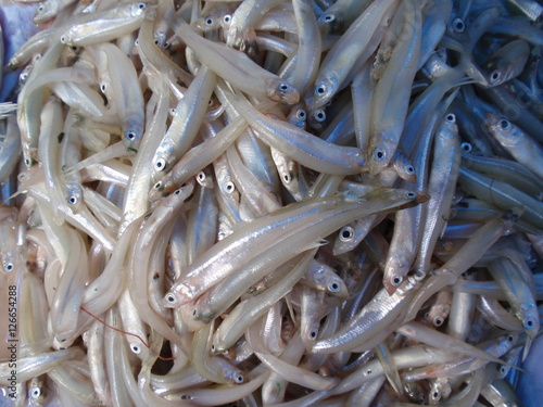 Small fishes of Patzquaro