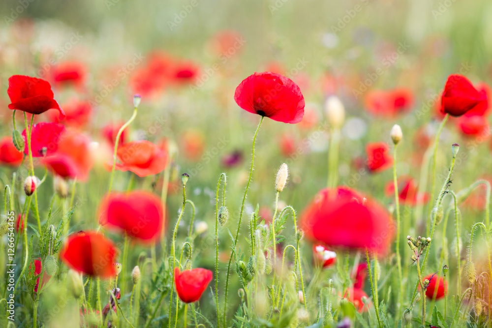 Obraz premium Mak w polu