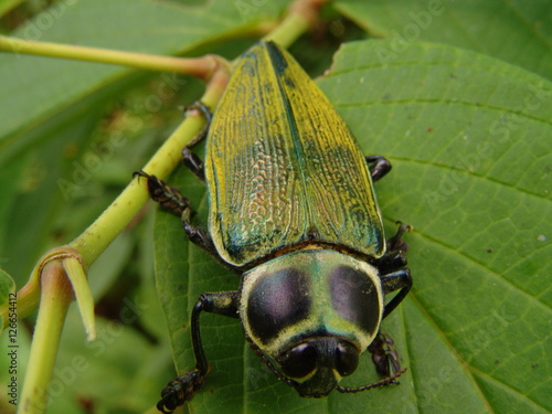 A beetle in the leaf