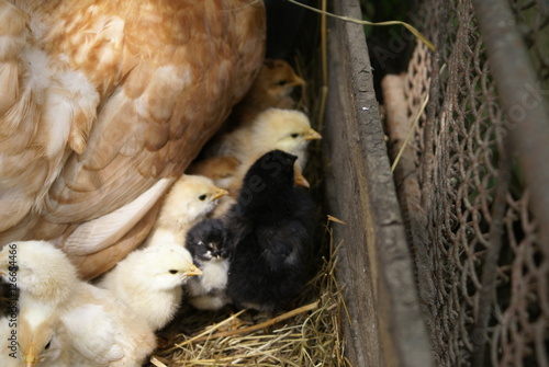 Fototapeta Naklejka Na Ścianę i Meble -  Chicken with chicks in the nest