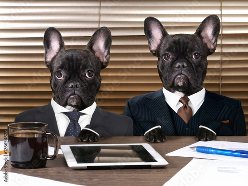 Business dogs in suits at work behind the office table. The concept of manager and subordinate, different characters, office workers