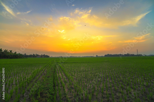 Beautiful rice fields © adelukmanulhakim