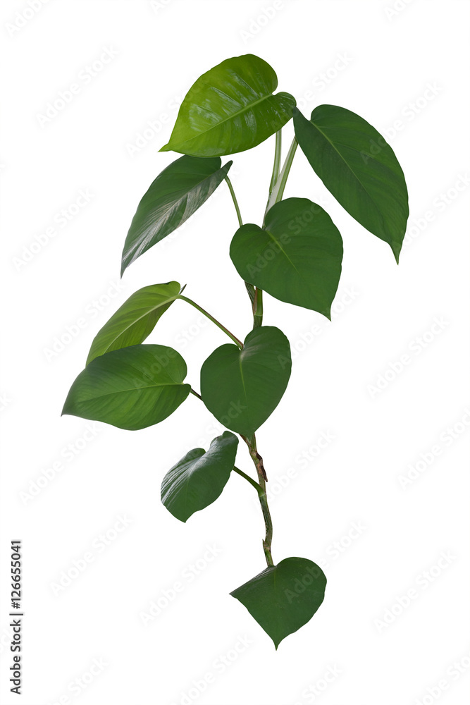 Foliage, The leaves are heart-shaped isolated on white backgroun Foliage, The leaves are heart-shaped isolated on white backgroun