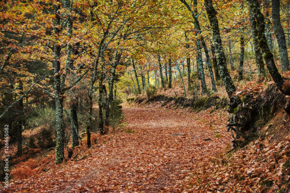 Obraz premium Autumn seasonal path in forest background