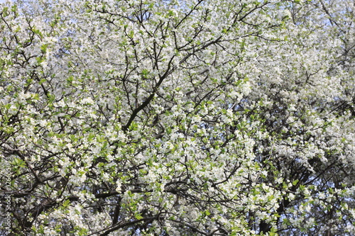 Spring blossom background, beautiful white spring flowers. Freshness, fragrance and tenderness. Spring landscape.