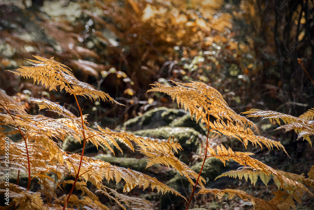 Fern plants at autumn brown scene