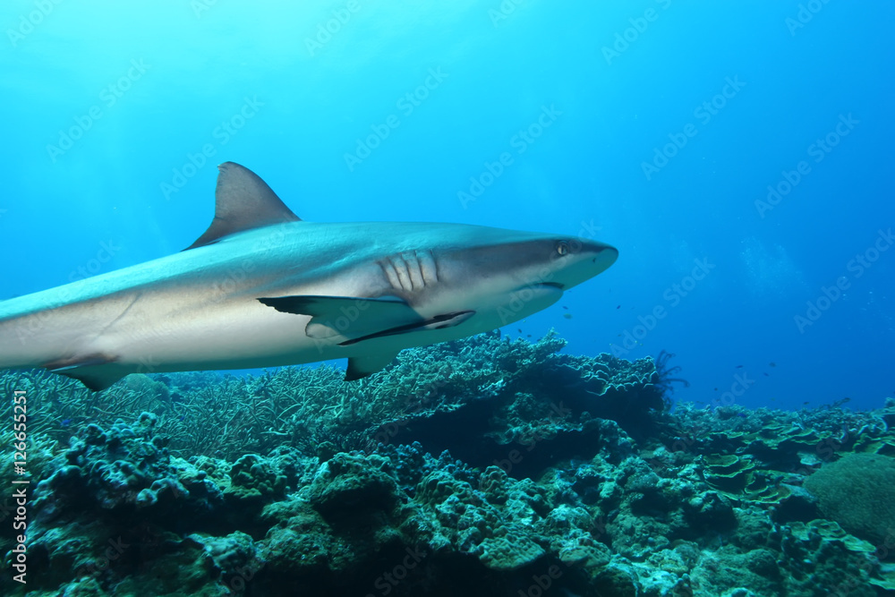 Fototapeta premium White Shark Dangerous big Fish Papua New Guinea Pacific Ocean