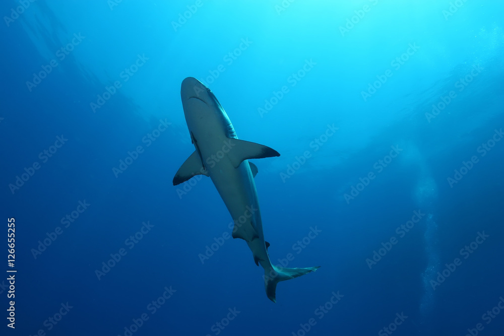 Fototapeta premium White Shark Dangerous big Fish Papua New Guinea Pacific Ocean