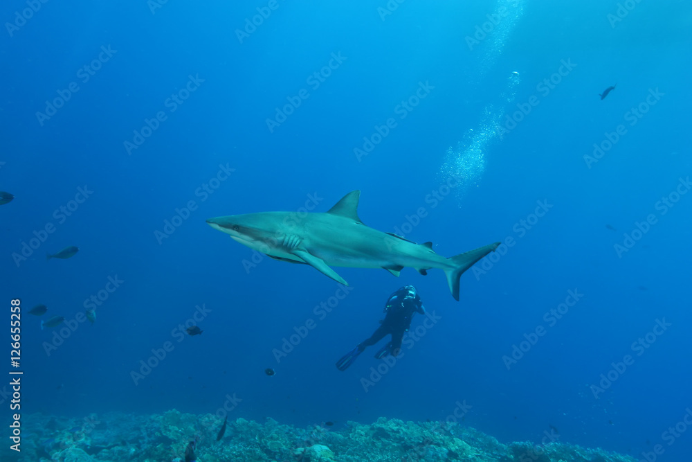 Fototapeta premium White Shark Dangerous big Fish Papua New Guinea Pacific Ocean