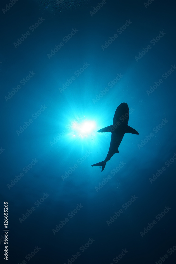 Obraz premium White Shark Dangerous big Fish Papua New Guinea Pacific Ocean