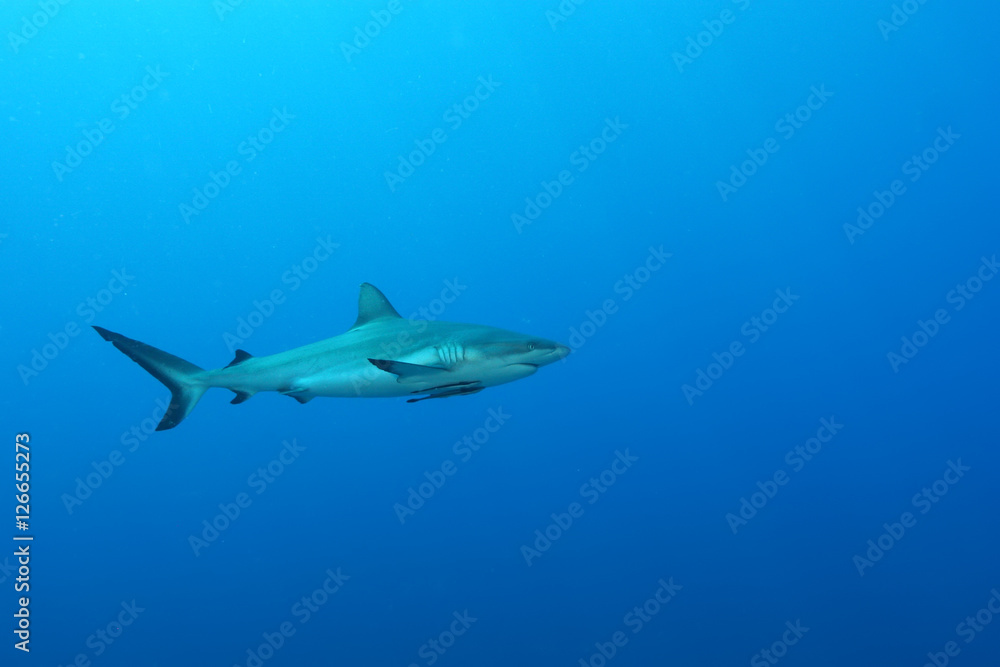 White Shark Dangerous big Fish Papua New Guinea Pacific Ocean White Shark Dangerous big Fish Papua New Guinea Pacific Ocean