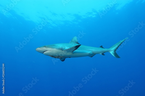 White Shark Dangerous big  Fish Papua New Guinea Pacific Ocean © Valerijs Novickis