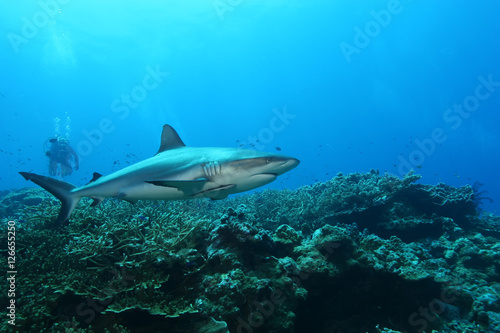 White Shark Dangerous big Fish Papua New Guinea Pacific Ocean