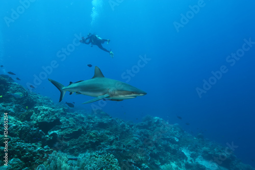 White Shark Dangerous big  Fish Papua New Guinea Pacific Ocean