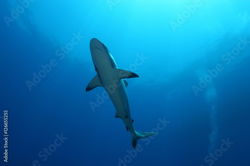 White Shark Dangerous big Fish Papua New Guinea Pacific Ocean