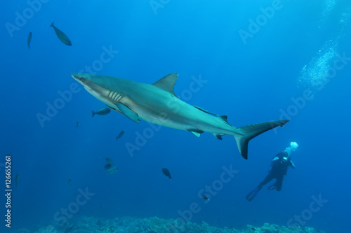 White Shark Dangerous big Fish Papua New Guinea Pacific Ocean © Valerijs Novickis