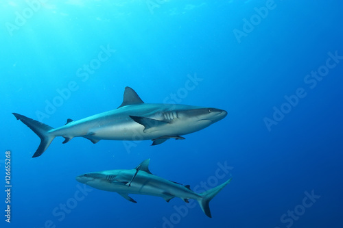 Wallpaper Mural White Shark Dangerous big  Fish Papua New Guinea Pacific Ocean Torontodigital.ca