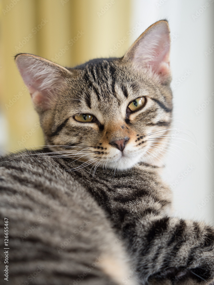 子猫 子猫