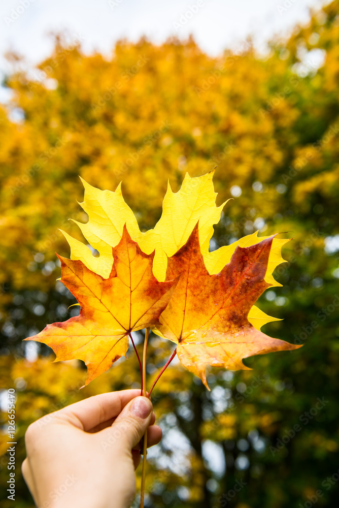 Autumn Trees with Yellow Leaves