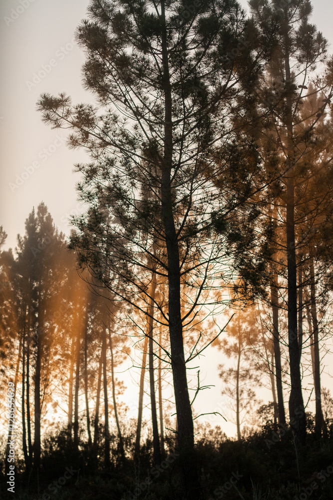 Fototapeta premium Pine trees silhouettes