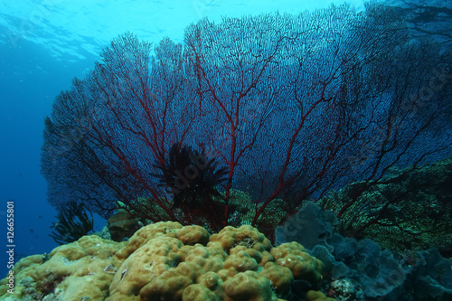 coral life diving Papua New Guinea Pacific Ocea