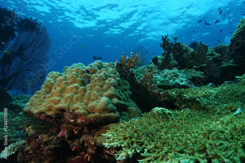 coral life diving Papua New Guinea Pacific Ocea