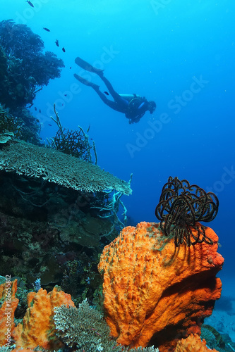 coral life diving Papua New Guinea Pacific Ocea