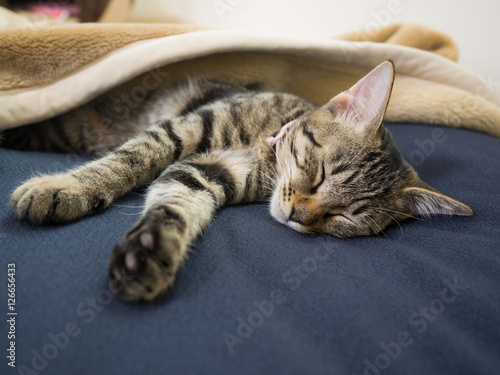 Fotografie 子猫の昼寝