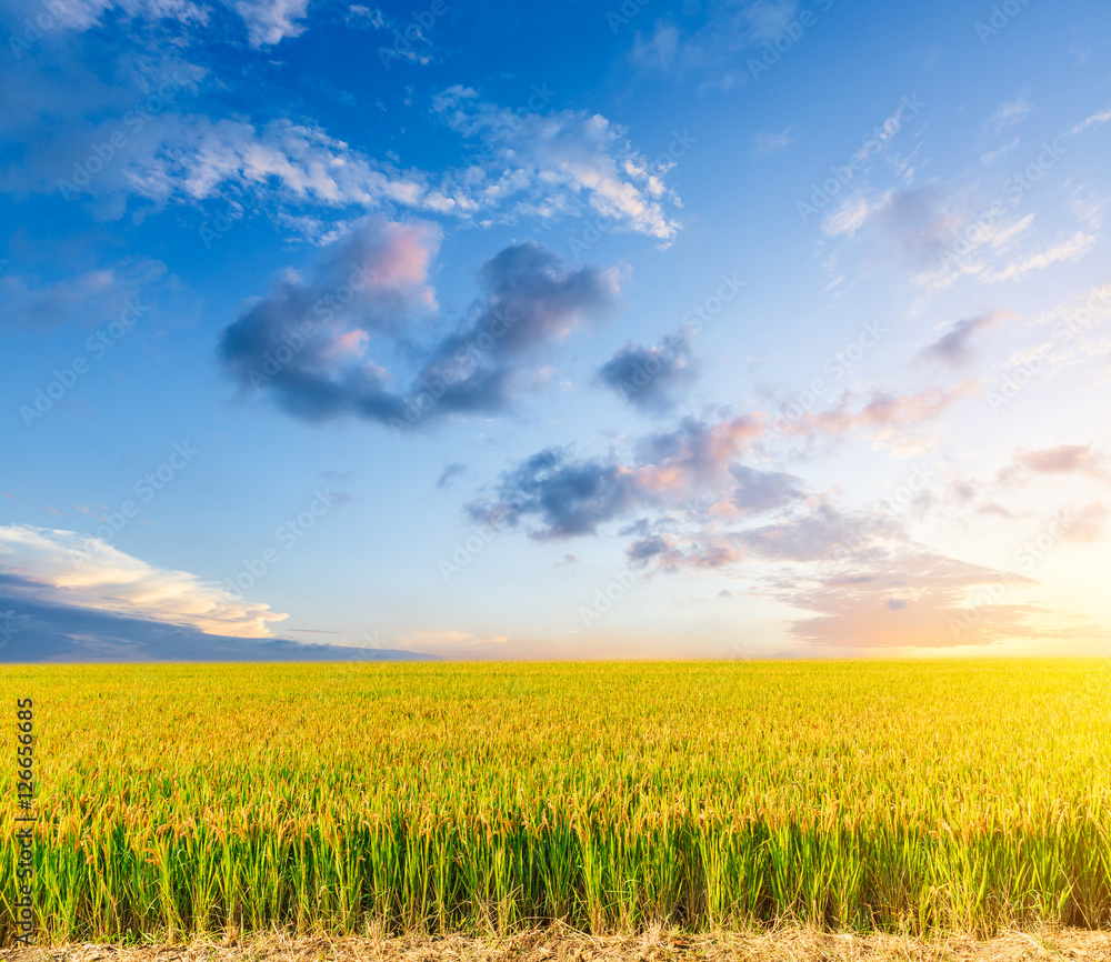 ripe rice in the field of farmland