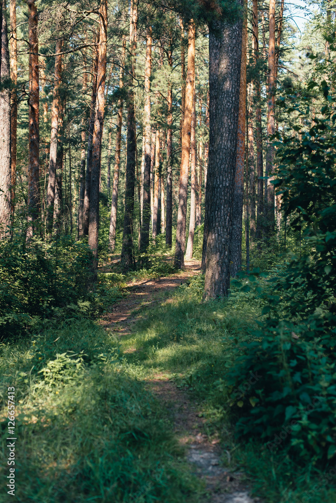 Obraz premium Trail in the pine forest