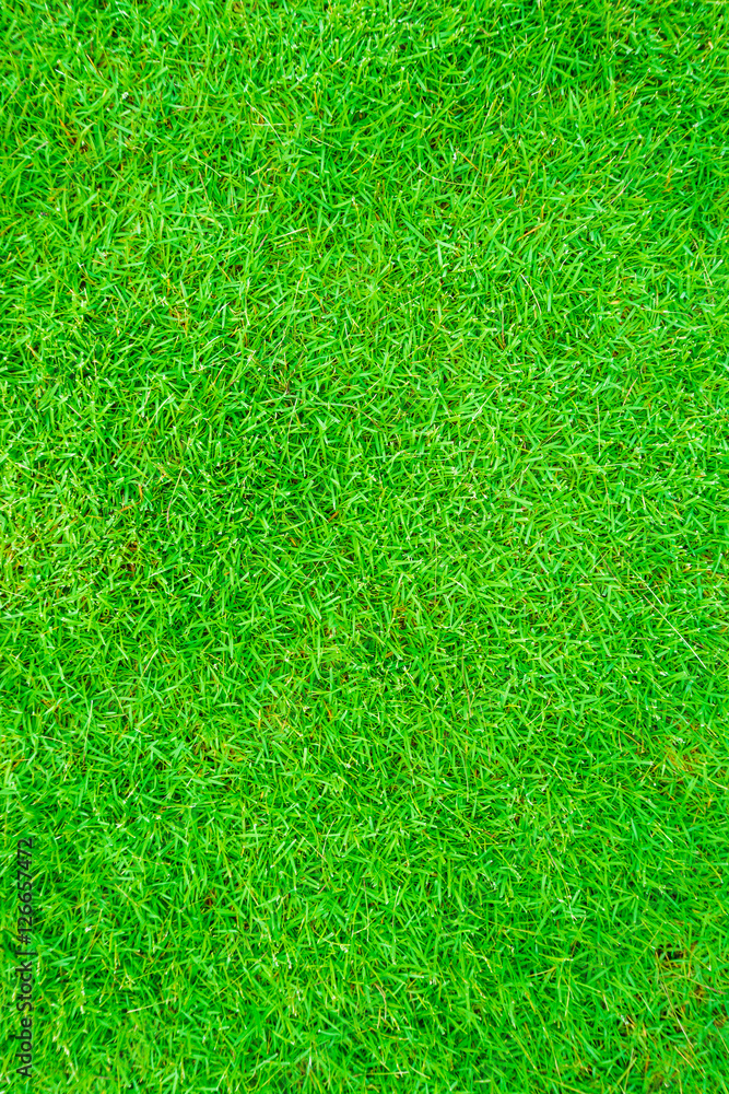 Fototapeta premium Green fresh grass background from above
