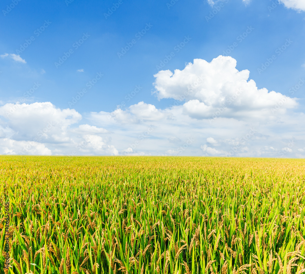 ripe rice in the field of farmland ripe rice in the field of farmland