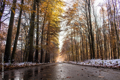 Empty wet Forest road with trees on late winter day