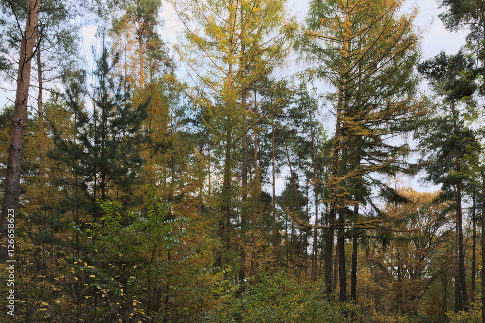 Fototapeta premium Las jesienią.