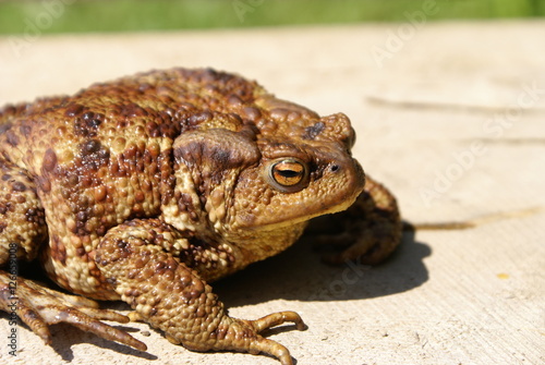 Toad sitting on a log