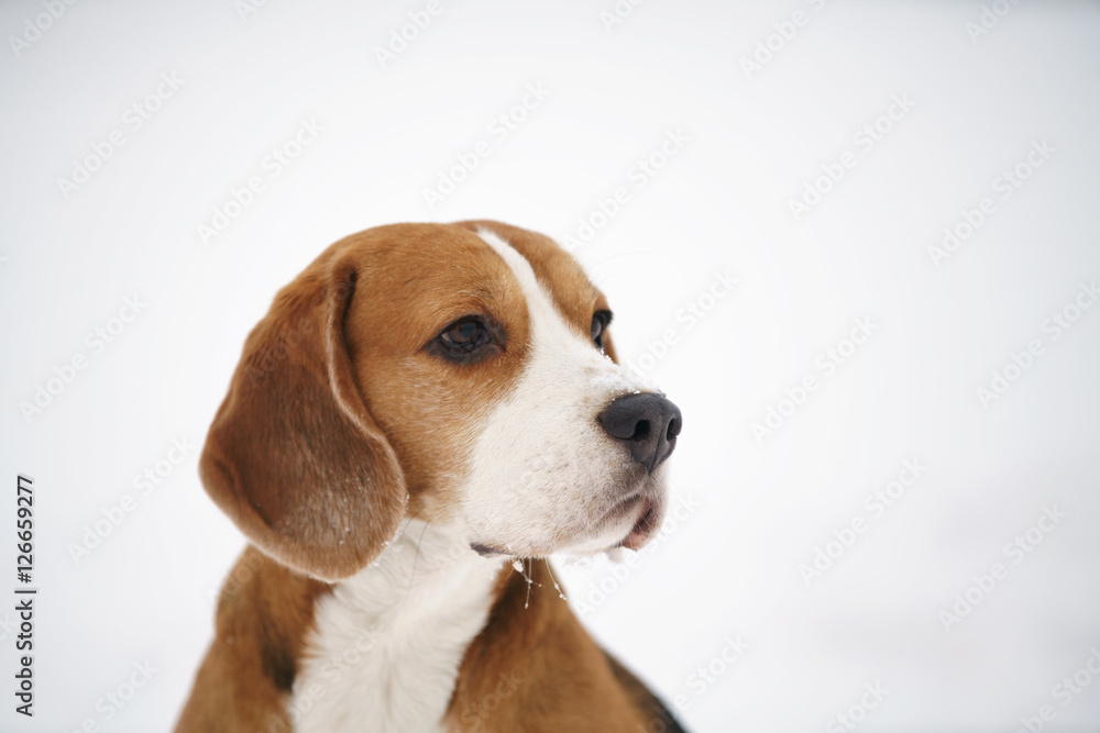 beagle dog outdoor winter portrait with copyspace
