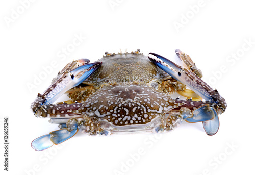 Blue Swimming Crabs isolated on white background