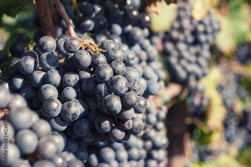 Vineyard harvest. Ripe grapes in fall